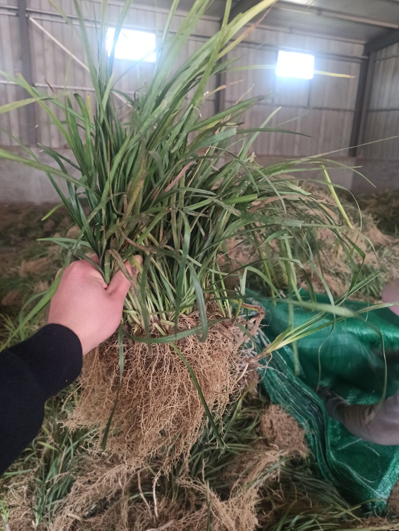 细叶麦冬中叶麦冬