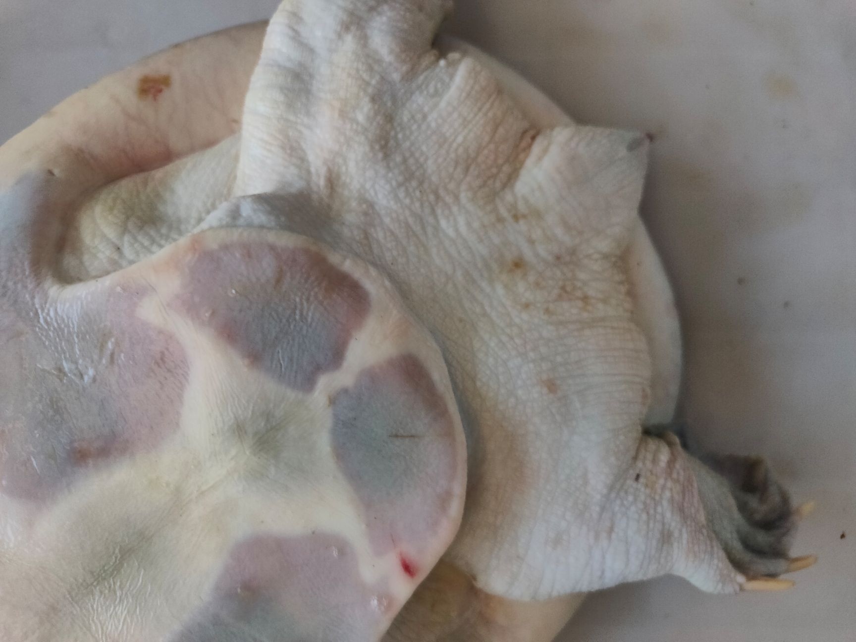 黄沙鳖  山塘放养.泉水养殖.精品甲鱼.水鱼.团鱼.王八.鳖