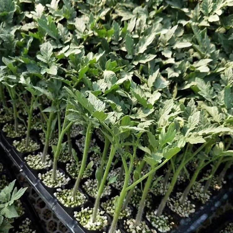 大红番茄苗  大红西红柿种苗，大红番茄种苗，一级种苗