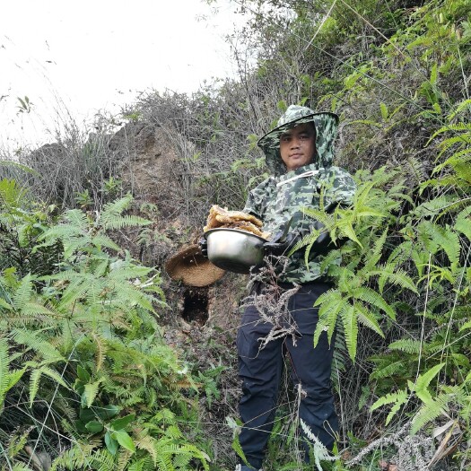 中山市 山里土蜂蜜