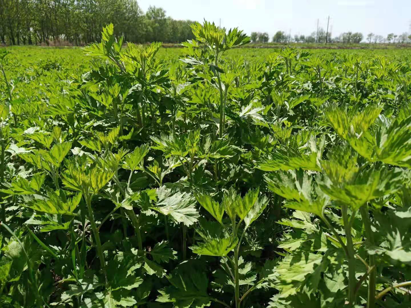 艾草  全棵干，机包打梱，