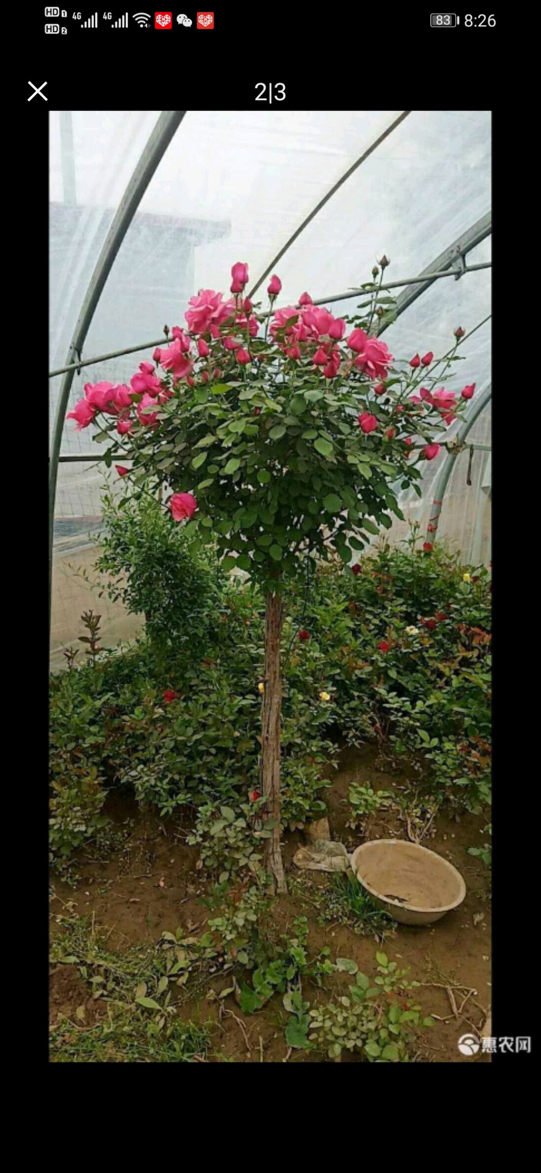 树状月季  树桩月季