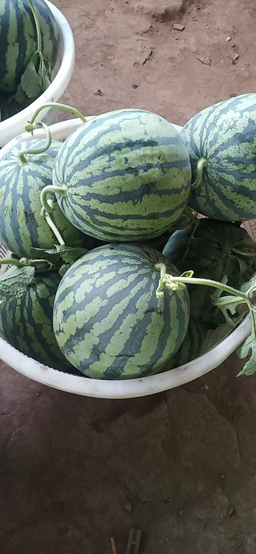 黑美人西瓜苗  广西育苗基地，产地直销，全年供应！，代育加工