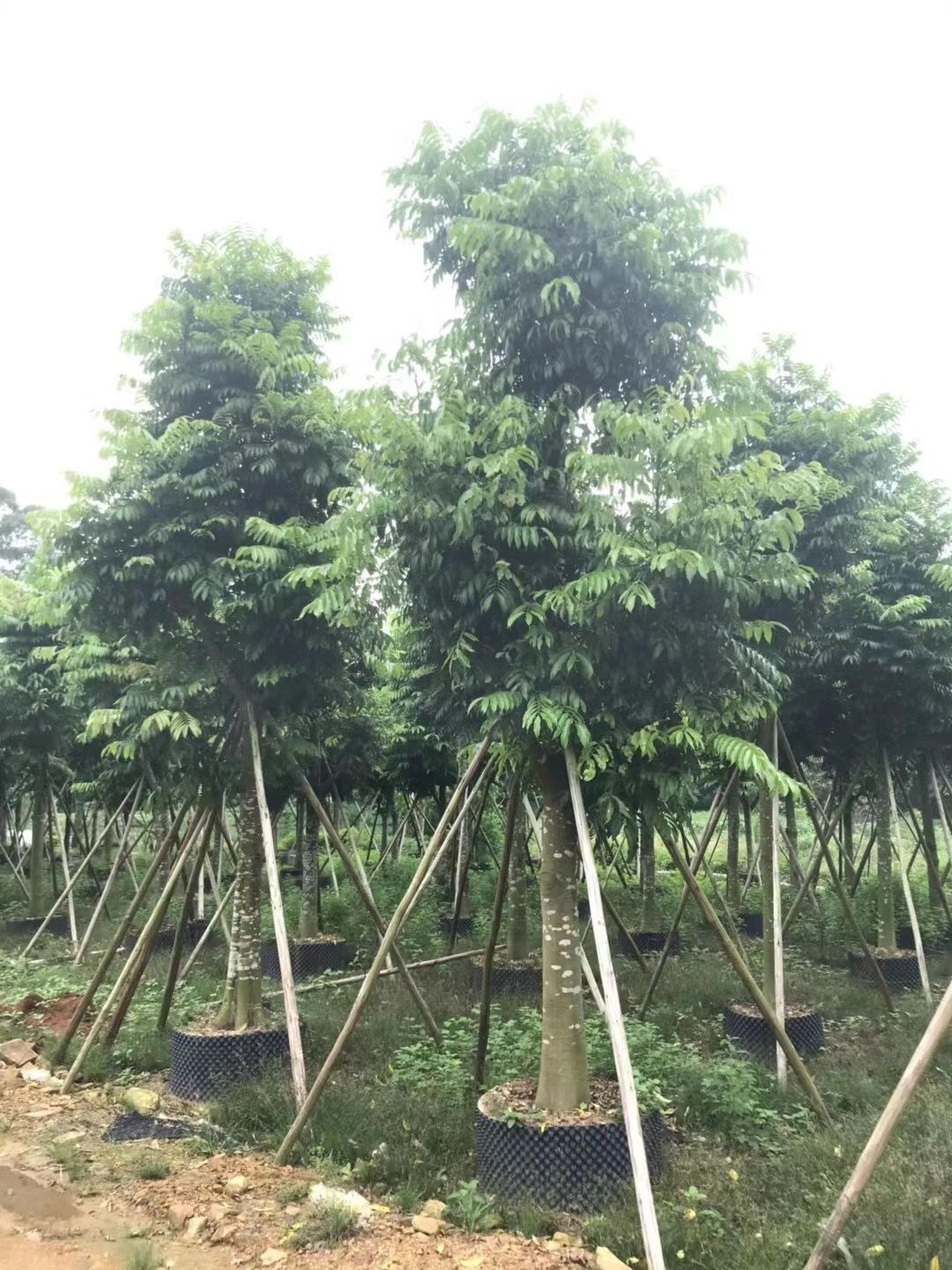 仁面子树（人面子）米径：10-12-15-30公分假植苗