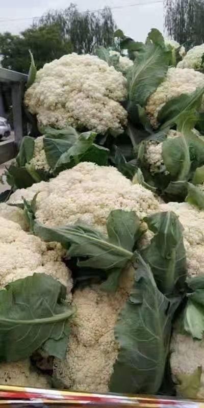 定西白花菜花 散花