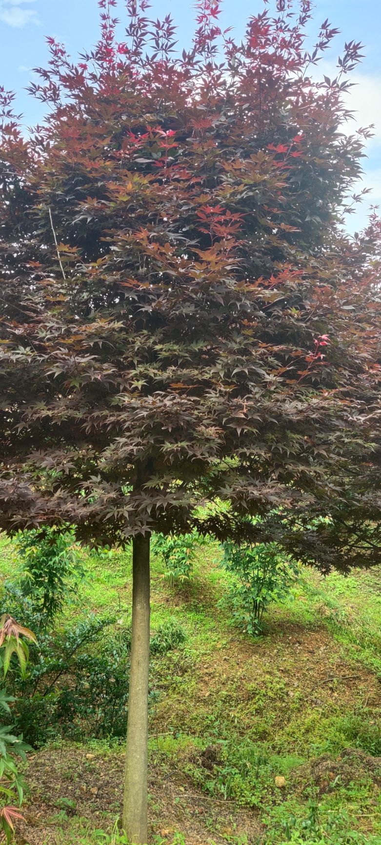 红枫，鸡爪槭【基地直发】品质保证，量大从优，电议