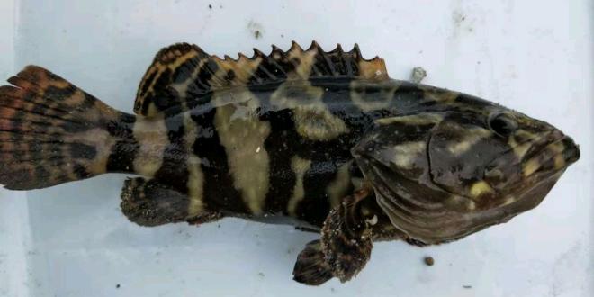 石斑鱼  纯海水饲养珍珠龙胆石斑。