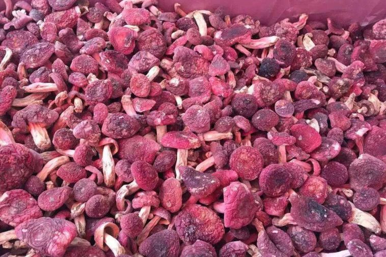 红菇 干货 野生 已开伞 