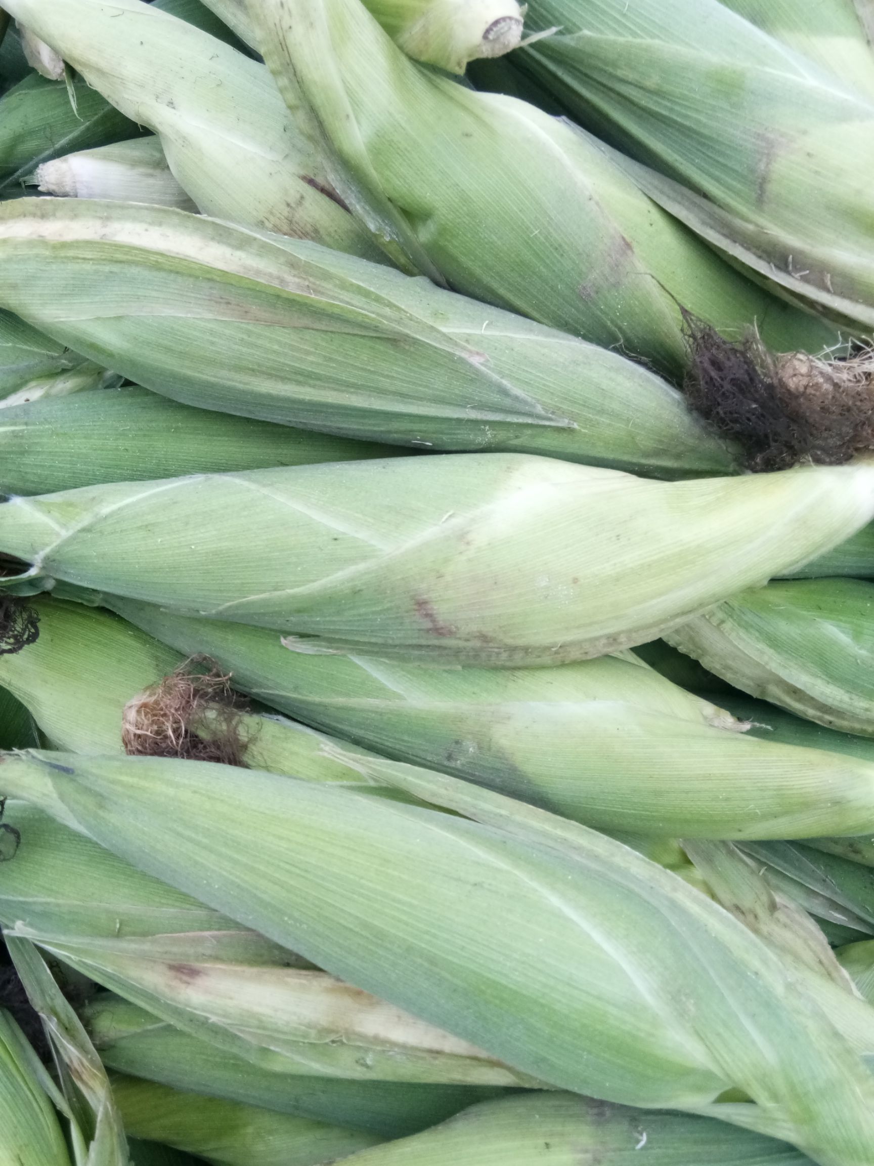 糯玉米 预售八月中旬上市