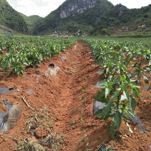 广南县 艳红辣椒