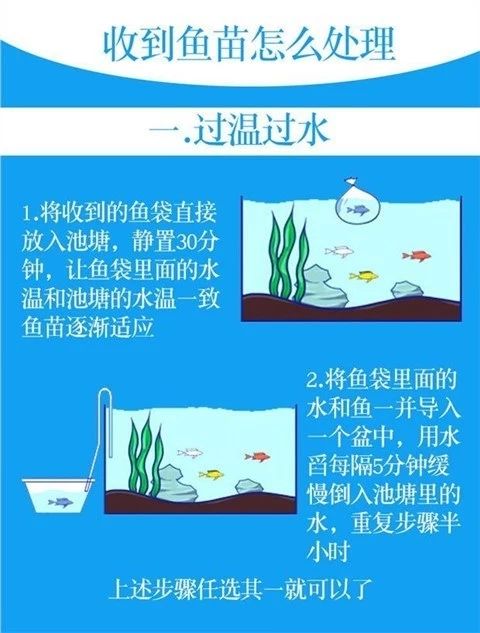 翘嘴白鱼苗  3--5公分翘嘴红鲌鱼苗翘鲌子翘壳长/江米级翘