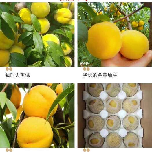 曹县黄桃83 优质黄桃，管理的好，个头普遍在七八两，七月成熟，价格随市就行