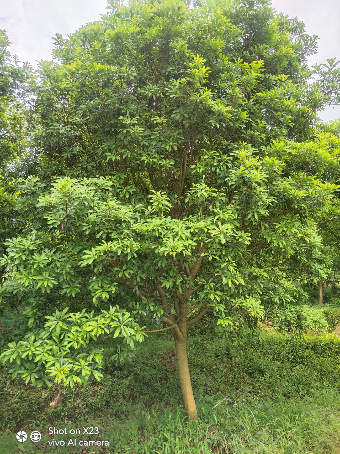  杨梅树  高杆一米分枝