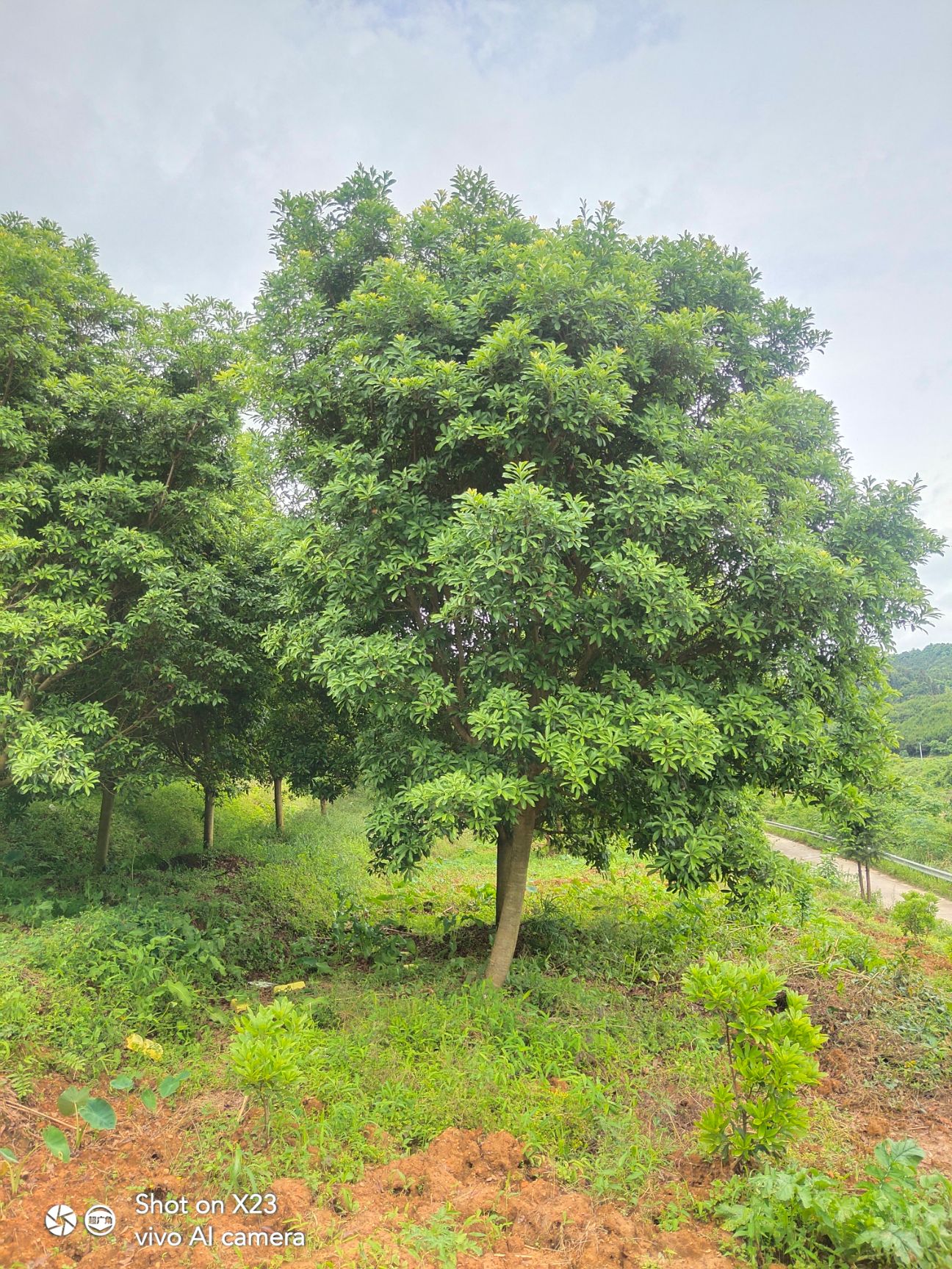  杨梅树  高杆一米分枝