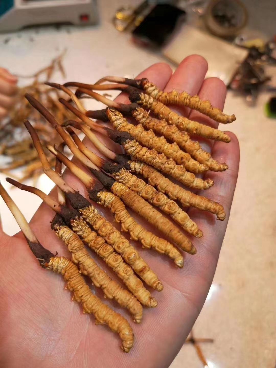 西藏那曲冬虫夏草精选一手货源无牙签无断草