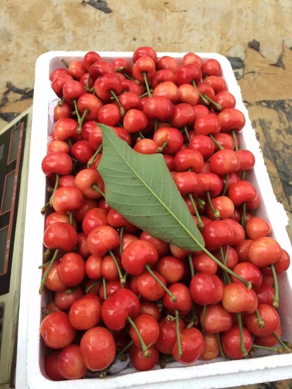美早樱桃 万亩露天樱桃，基地直供，货源充足！