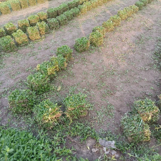 四会市大叶油草 大叶草，草