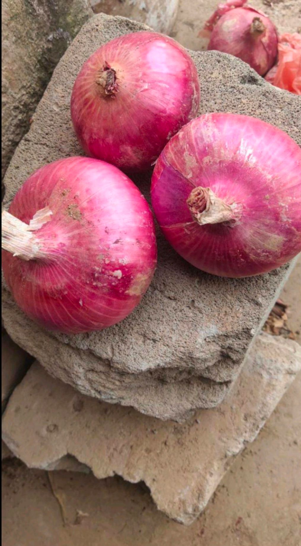 红皮洋葱  聊城二红洋葱基地种植，月底大量上货！