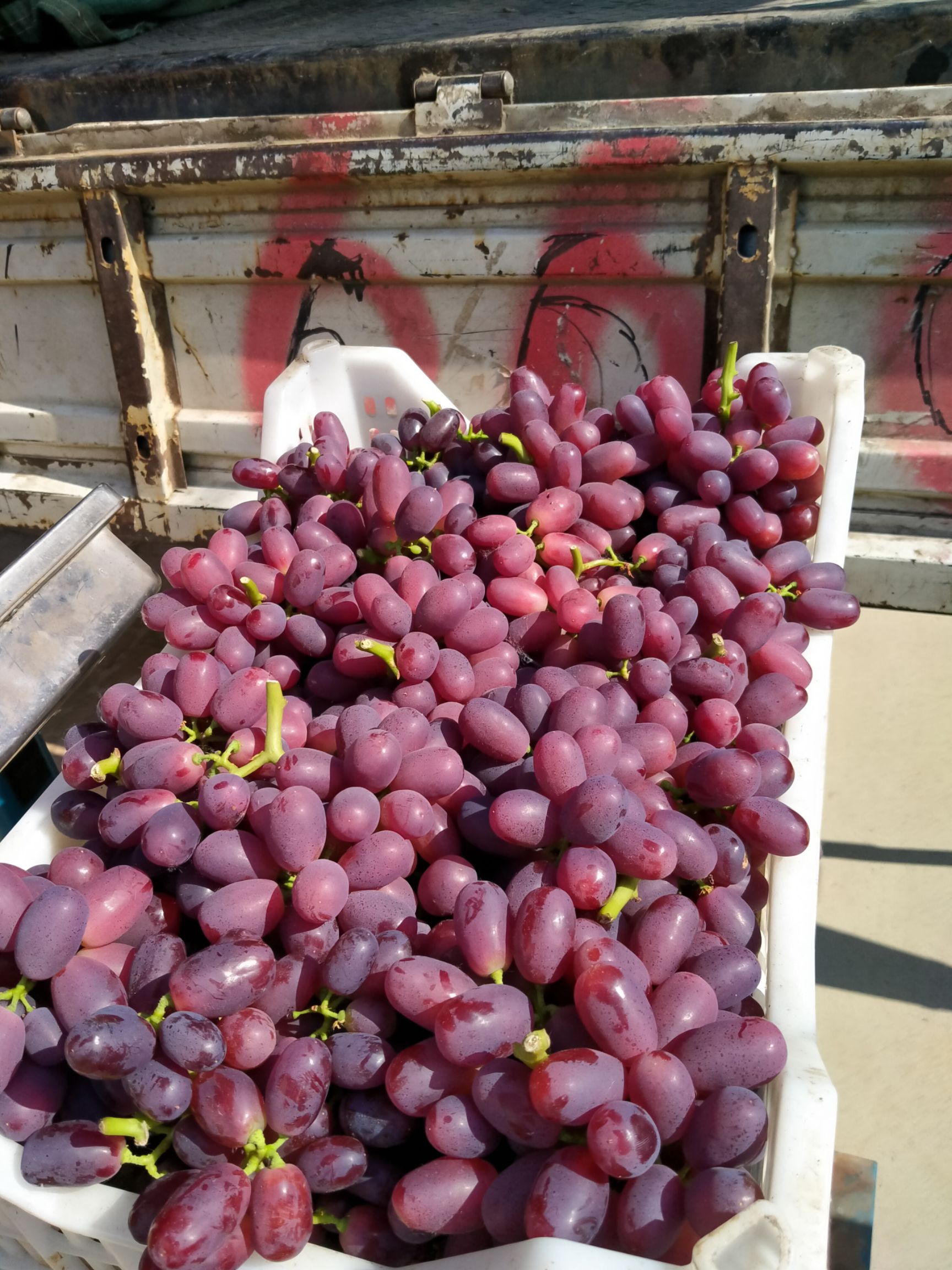 甜红玉  巨盛一号葡萄