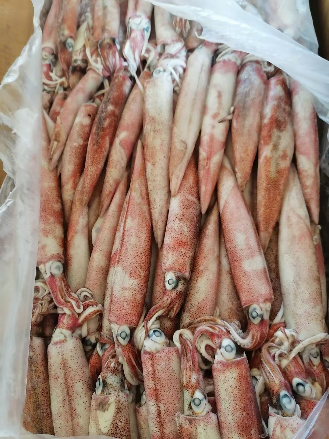  鱿鱼，印尼红鱿，23456号鱿全规格，钓口，灯光，陆冻，岸冻