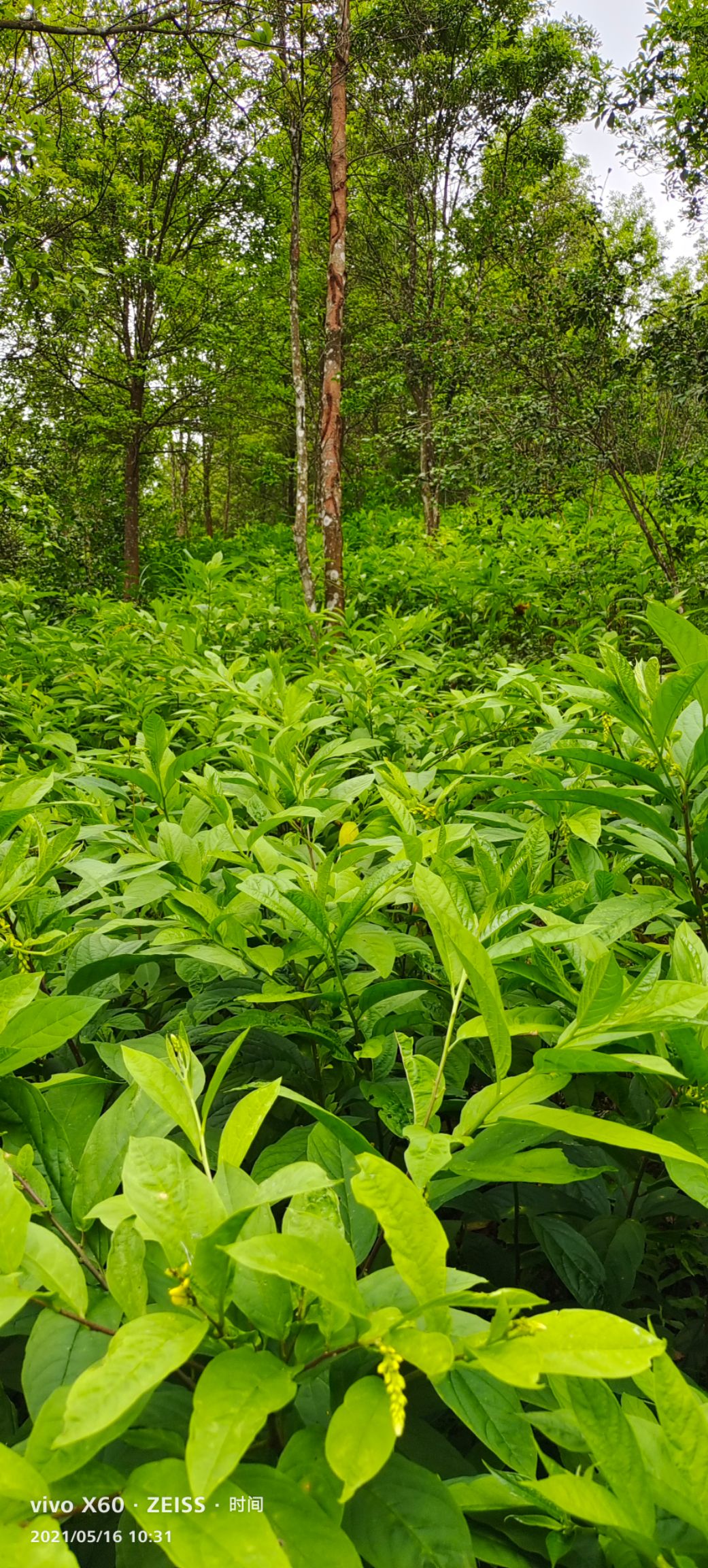 黄花倒水莲种苗  黄花倒水莲