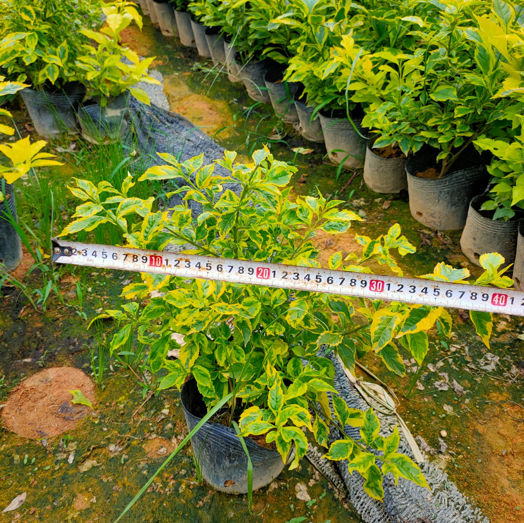 金边假连翘18杯