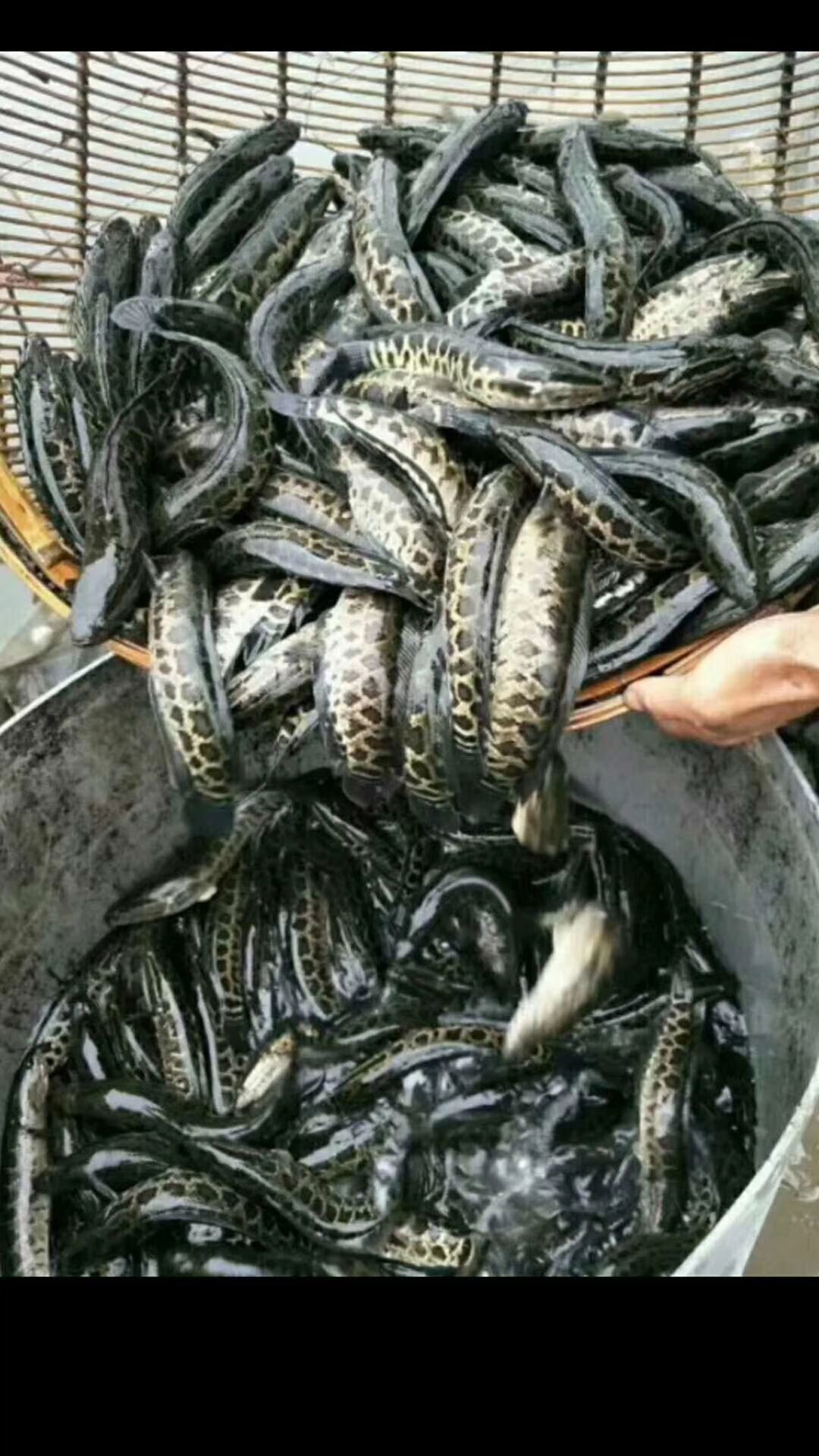 黑鱼苗，基地直供，提供技术支持，抗病能力强
