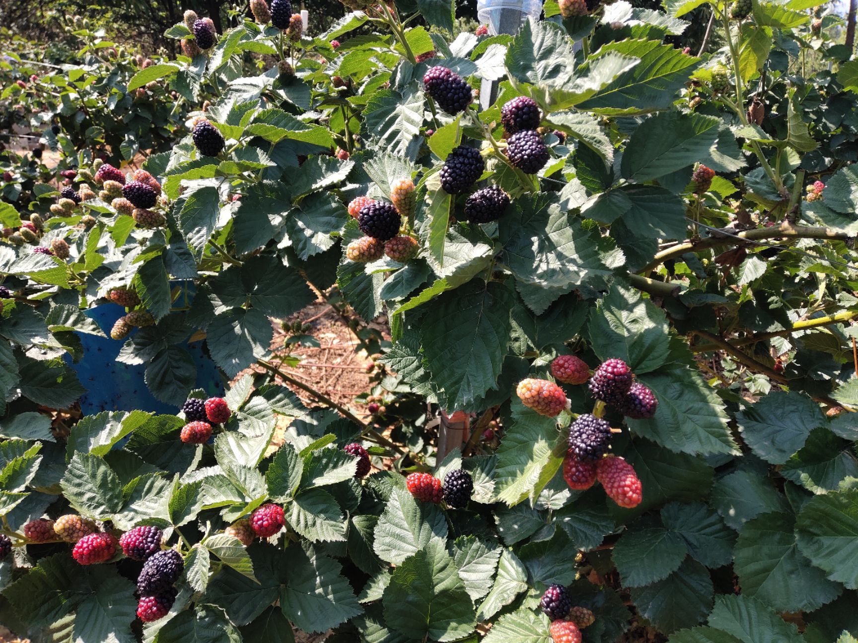 黑莓  黑树莓  果 苗