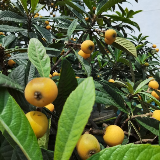 苏州金庭西山秉常村有名的青种枇杷 江苏省苏州市吴中区 