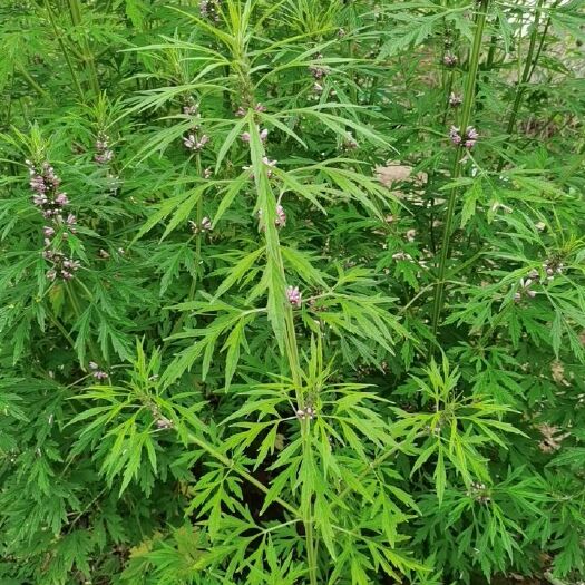 武汉益母草