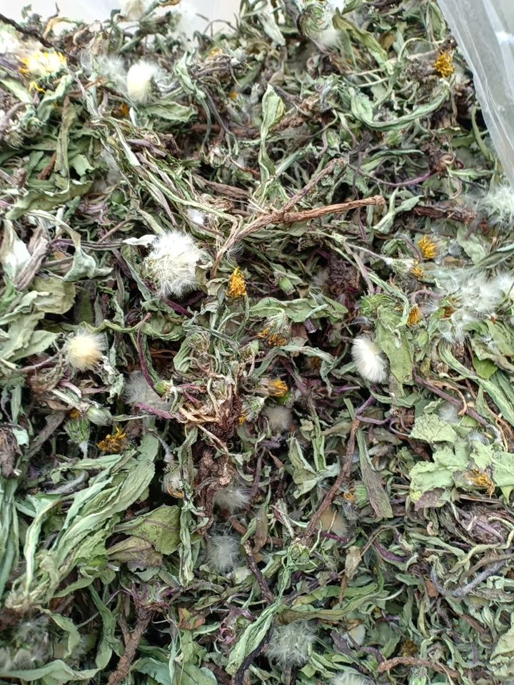 蒲公英茶  沂蒙山区里的优质蒲公英，产地直销，都是早期货
