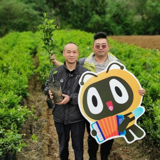 简阳市枇杷苗 嫁接大五星枇杷苗 杯苗 盆栽庭院家庭种植