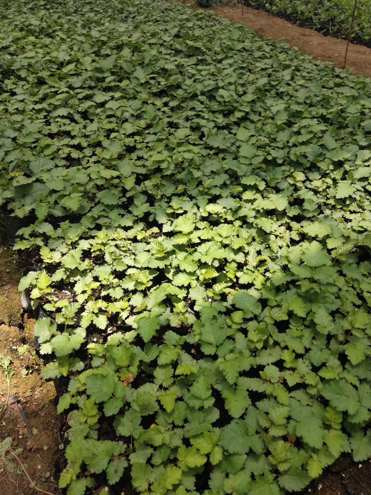 黑莓  黑树莓  果 苗