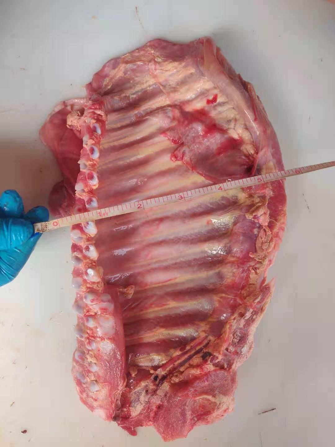 厂家直销乳牛排，一手货源，欢迎选购。