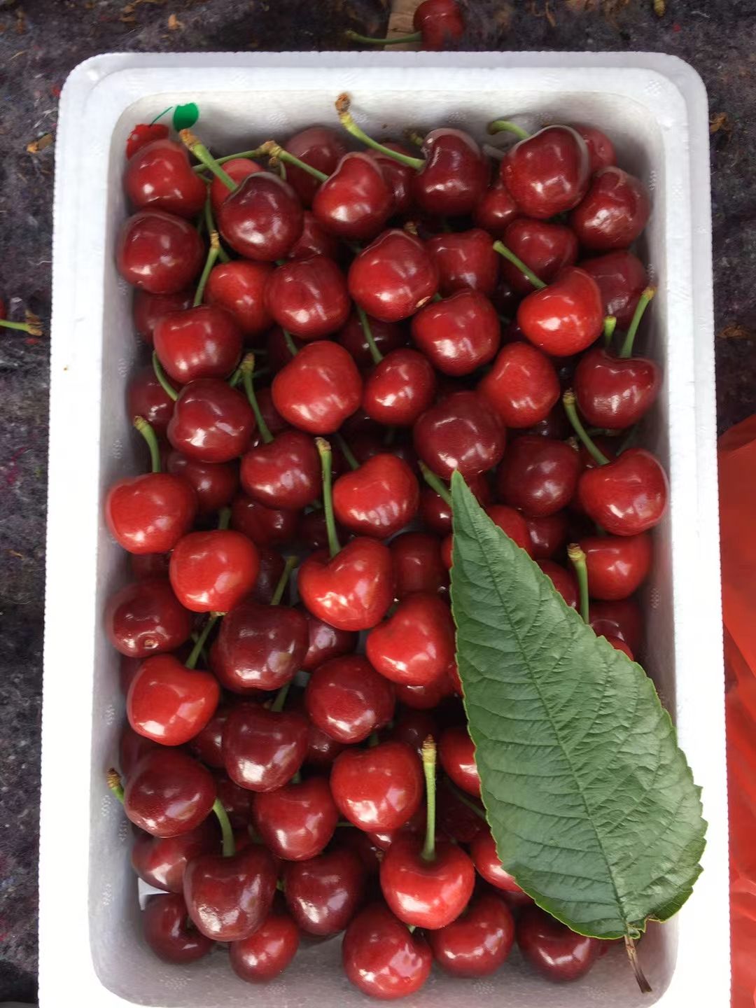 美早樱桃 万亩露天樱桃，基地直供，货源充足！