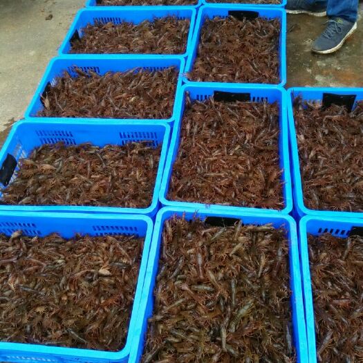 沭阳县 虾苗特卖     量大从优   1000斤起