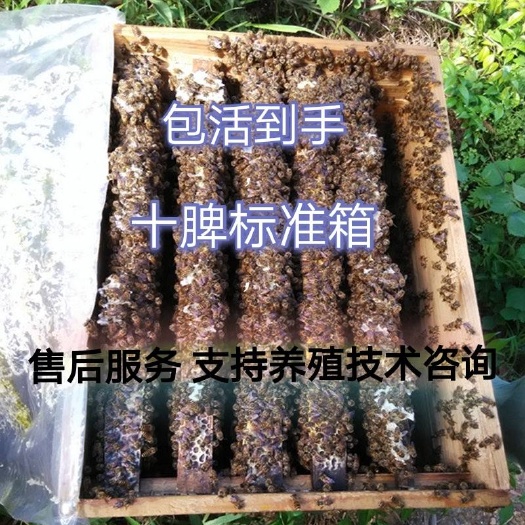 大方县中蜂蜜蜂活体蜂群出售