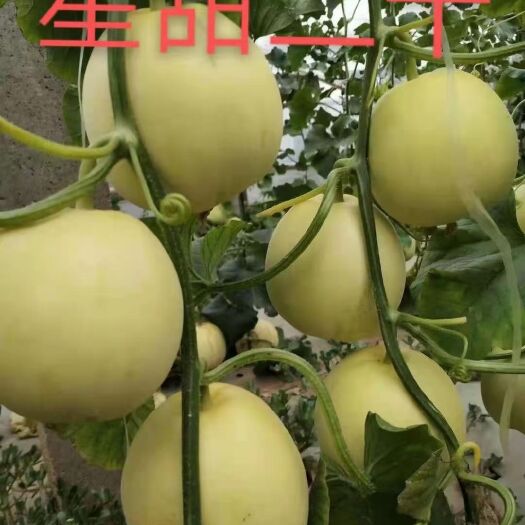黄白皮甜瓜苗 嫁接星甜二十甜瓜苗 脆梨甜瓜苗 自根白皮甜瓜苗
