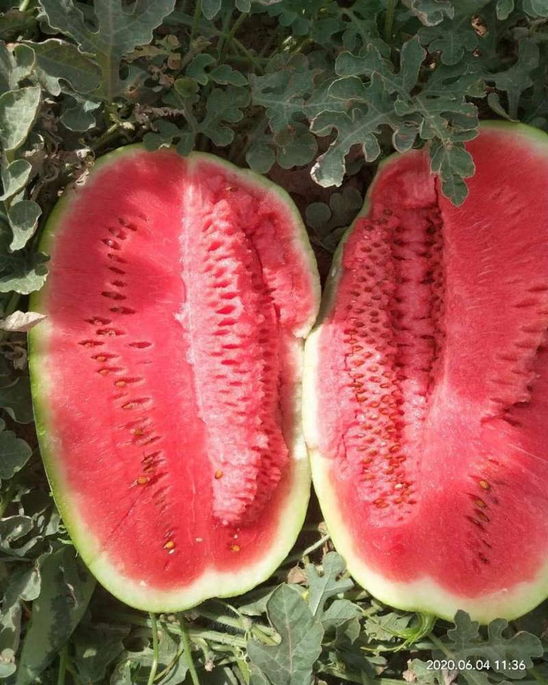 西瓜苗,西农西瓜苗，金城龙卷风西瓜苗