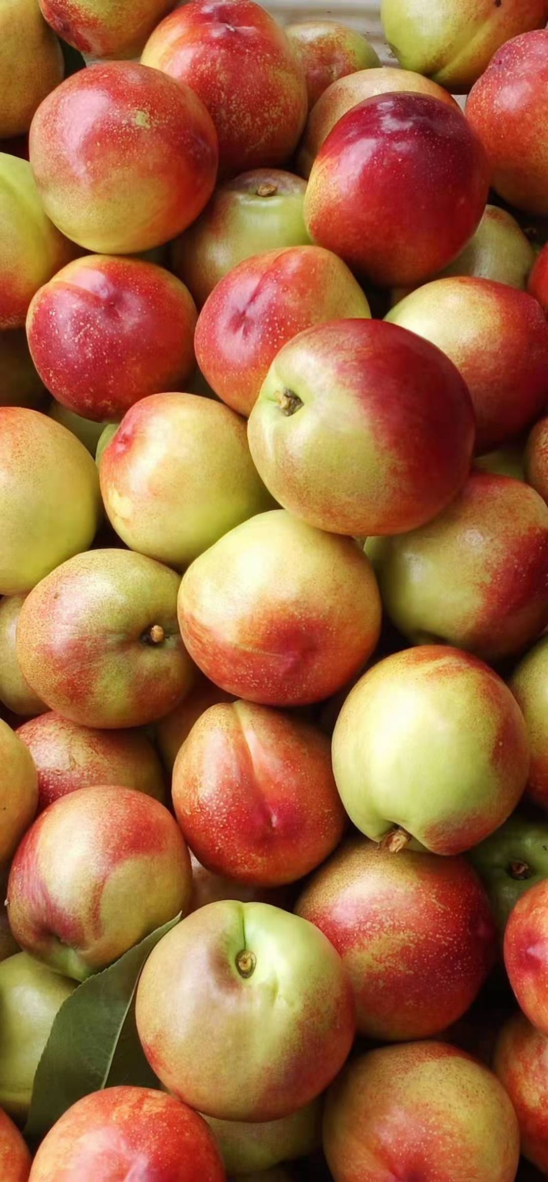 油桃  曙光甜桃