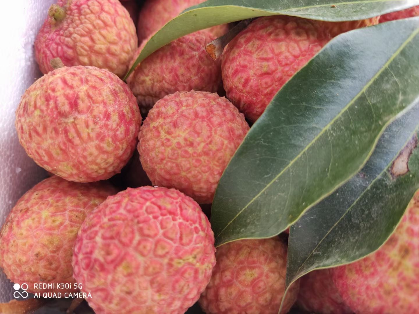  现摘现发荔枝白糖罂荔枝自然成熟