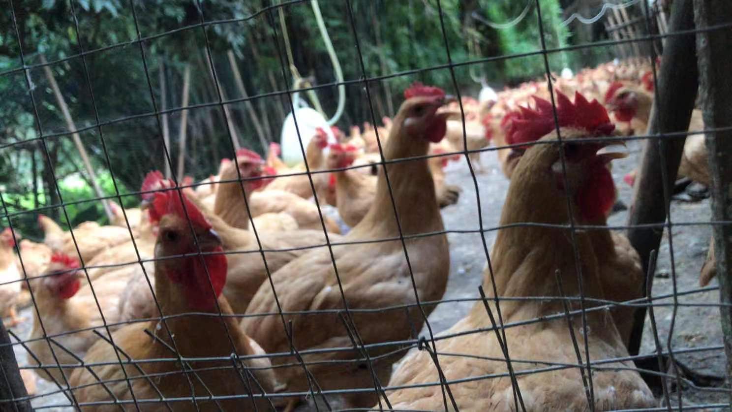 三黄鸡  优土二项 ，3.5斤左右，位置新兴，欢迎下单。