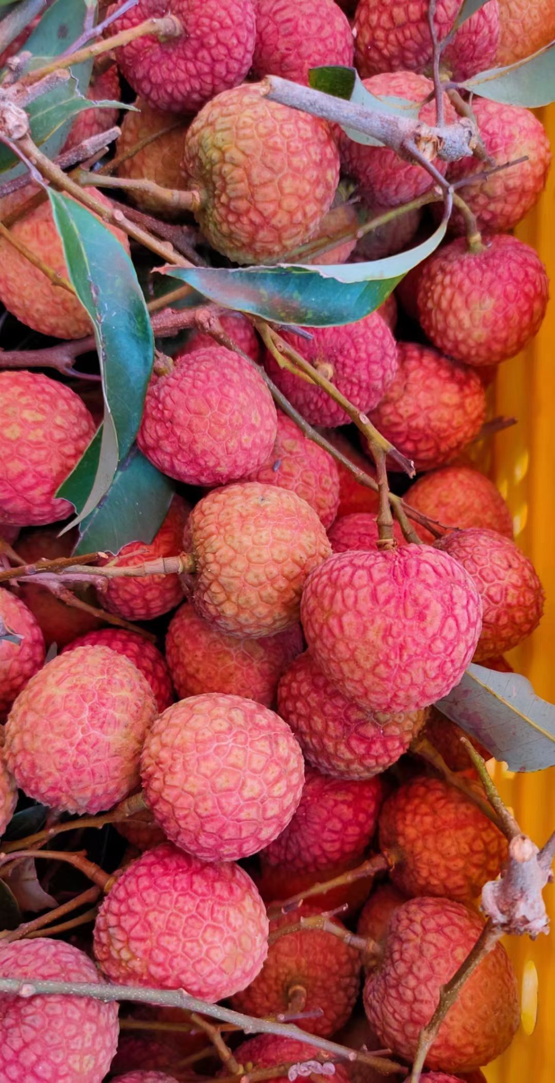 送礼（10斤/箱）白糖罂荔枝