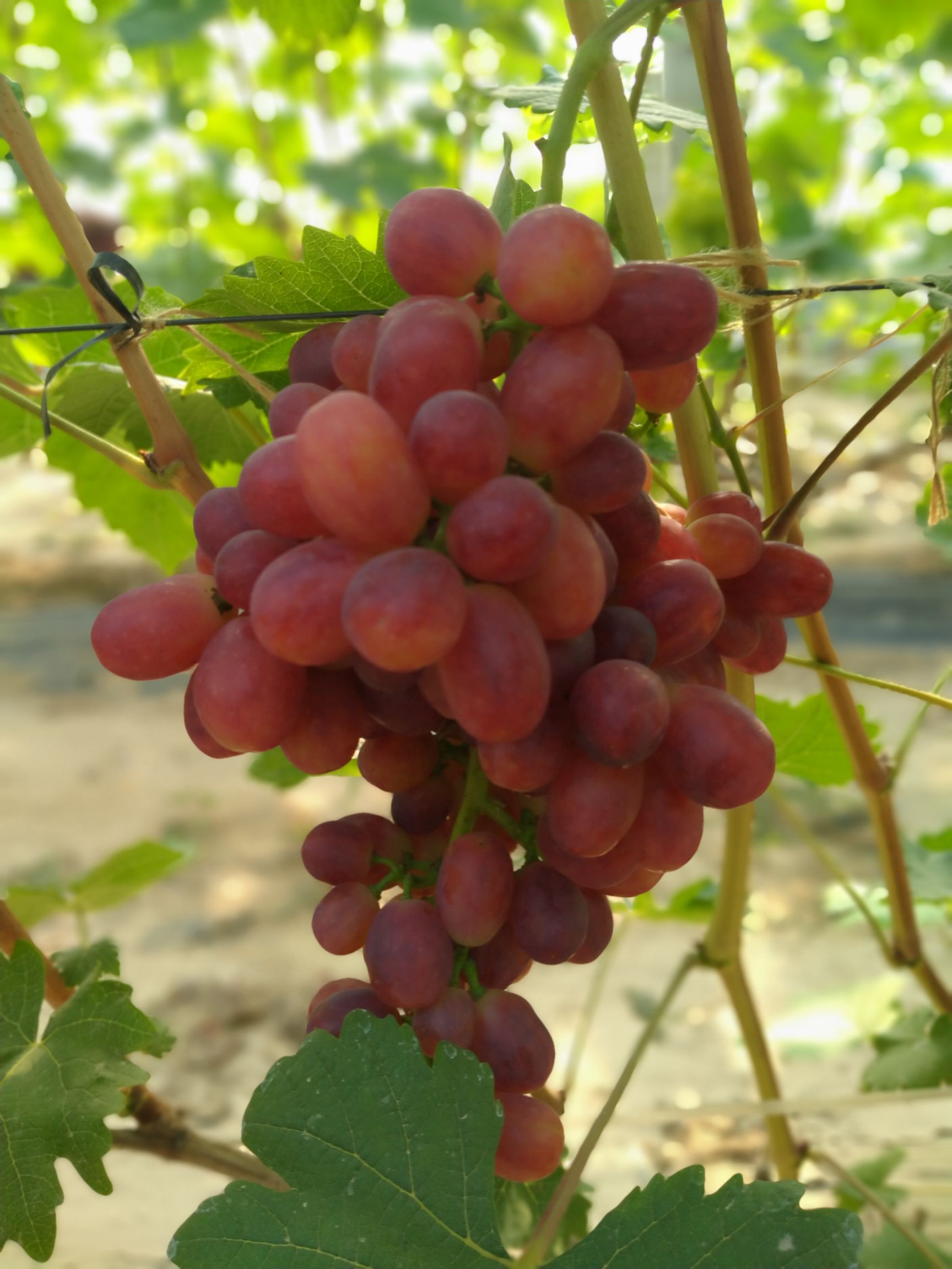 甜红玉  巨盛一号葡萄