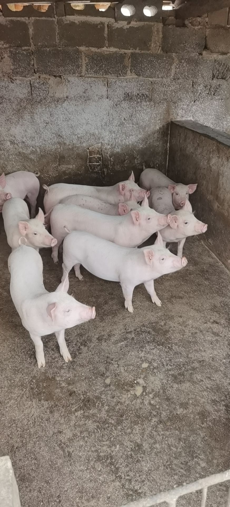 长白仔猪 常年供应小猪苗