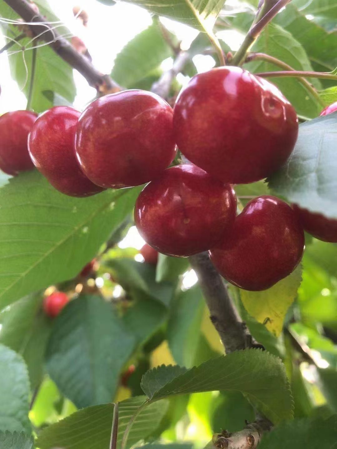 美早樱桃 万亩露天樱桃，基地直供，货源充足！