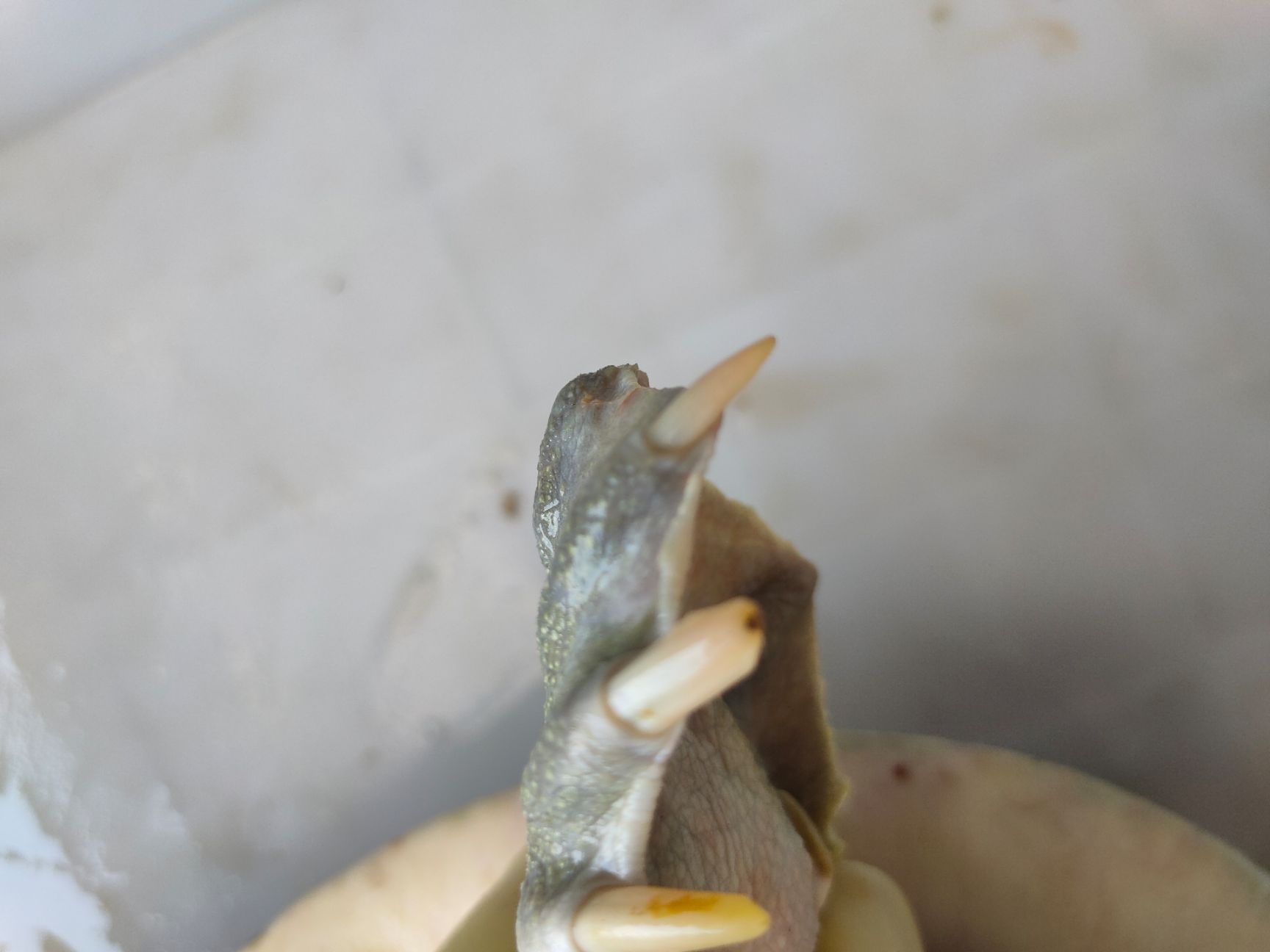 黄沙鳖  山塘放养.泉水养殖.精品甲鱼.水鱼.团鱼.王八.鳖