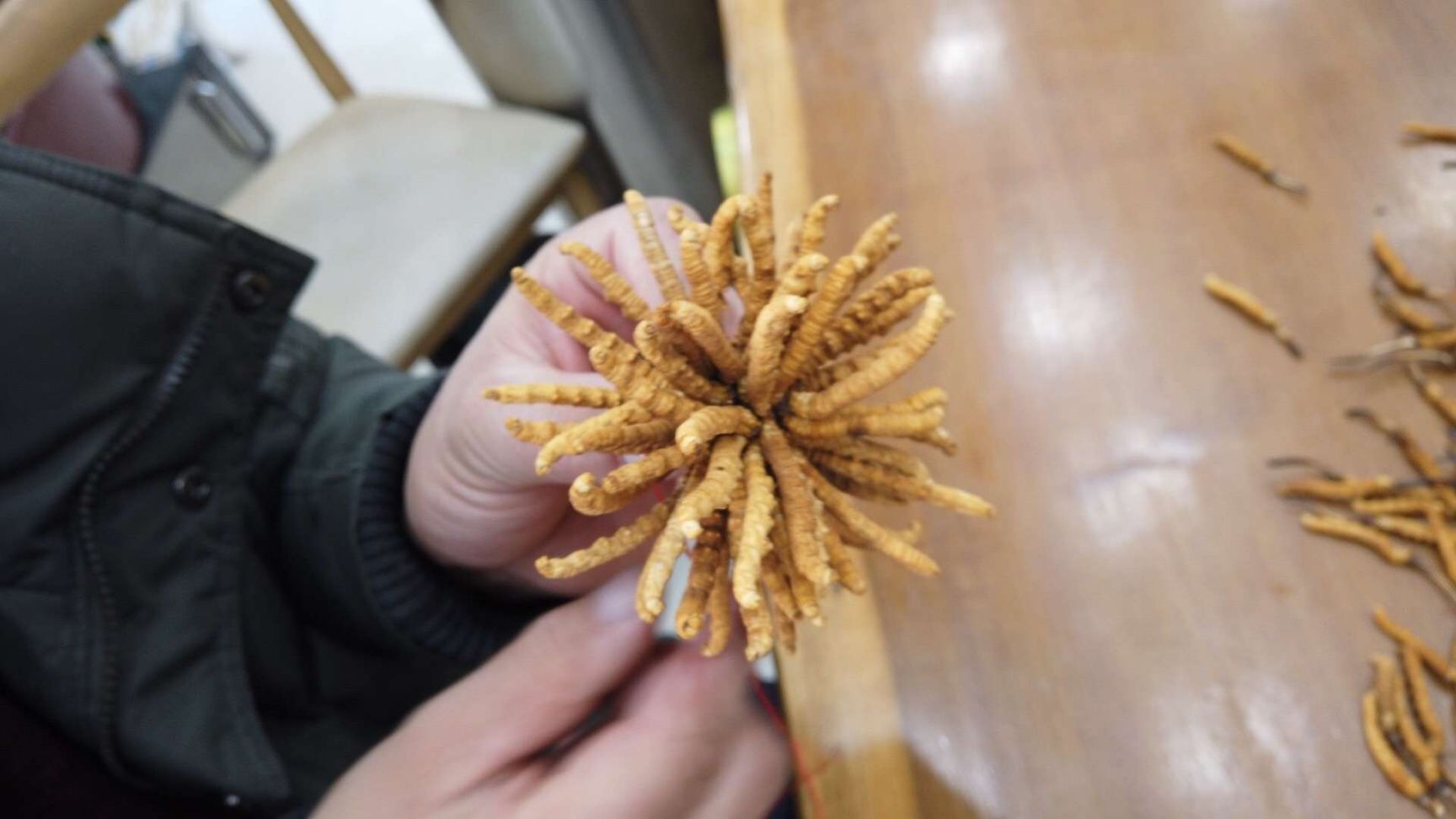 西藏那曲冬虫夏草精选一手货源无牙签无断草