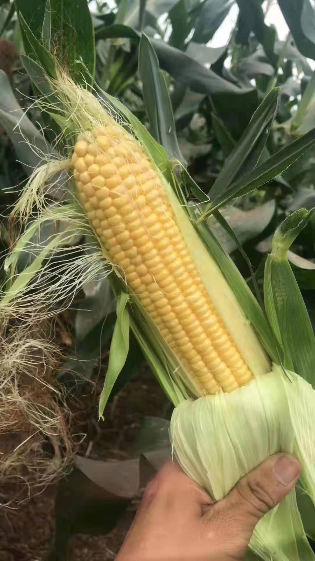 鲜玉米  甜玉米农户一手货源（水果玉米）