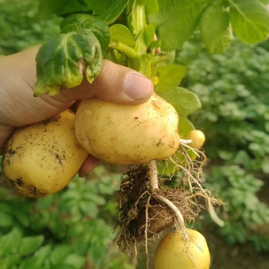 上海 本地土豆（基地常年供应各类蔬菜）